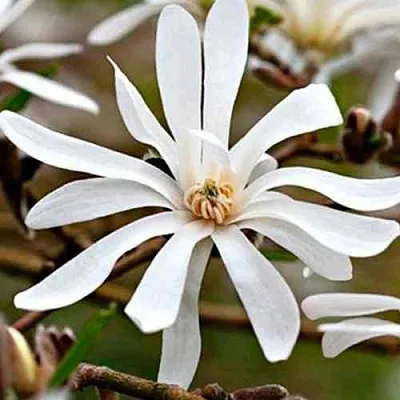 Магнолия СТЕЛЛАТА  Магнолия СТЕЛЛАТА в Москве