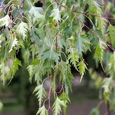 Береза ДАЛЕКАРЛИЙСКАЯ повислая — описание сорта Береза ДАЛЕКАРЛИЙСКАЯ повислая в Москве