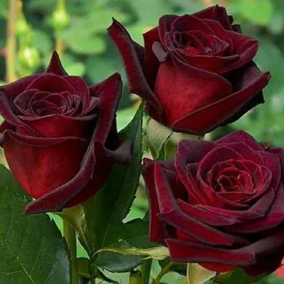 Саженцы роз НОРИТА чайно-гибридная — описание сорта Саженцы роз НОРИТА чайно-гибридная в Москве