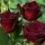 Саженцы роз НОРИТА чайно-гибридная — описание сорта Саженцы роз НОРИТА чайно-гибридная в Москве