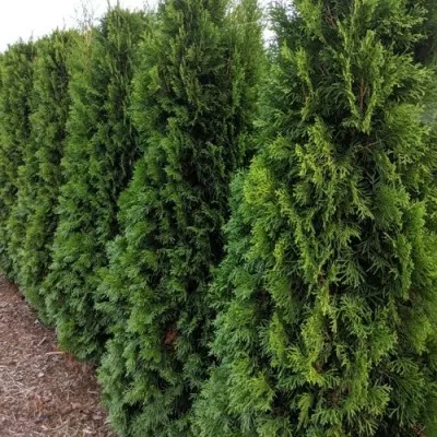 Туя ПИРАМИДАЛИС КОМПАКТА западная в Москве