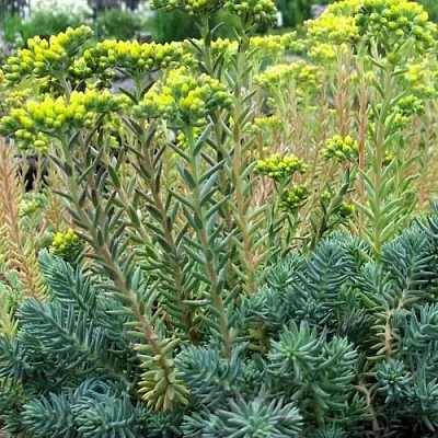 Очиток (седум) отогнутый  Очиток (седум) отогнутый в Москве