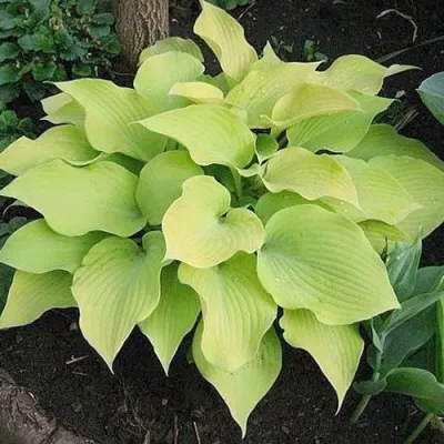 Хоста БАНАНА КИД гибридная — описание сорта Хоста БАНАНА КИД гибридная в Москве