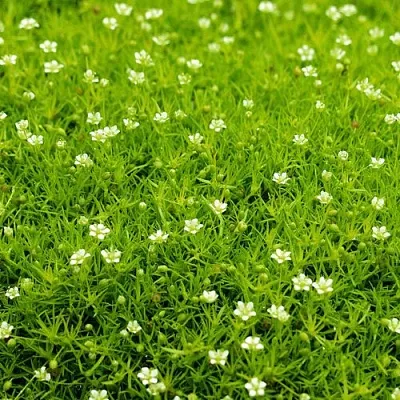 саженцы мшанки саженцы мшанки