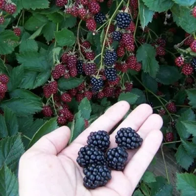 Ежевика ОРКАН бесшипная — описание сорта Ежевика ОРКАН бесшипная в Москве