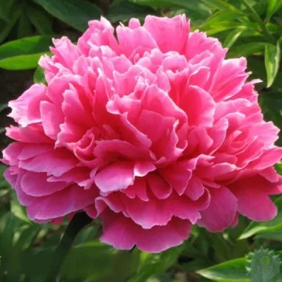 Пион УТРЕННИЙ ИНЕЙ травянистый — описание сорта Пион УТРЕННИЙ ИНЕЙ травянистый в Москве