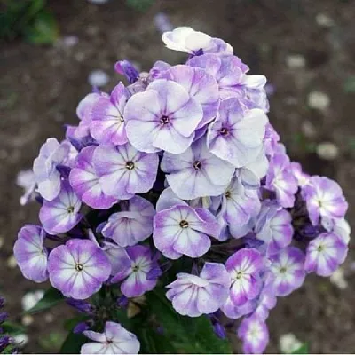 Флокс ЮНИК ОЛД БЛУ метельчатый  Флокс ЮНИК ОЛД БЛУ метельчатый в Москве