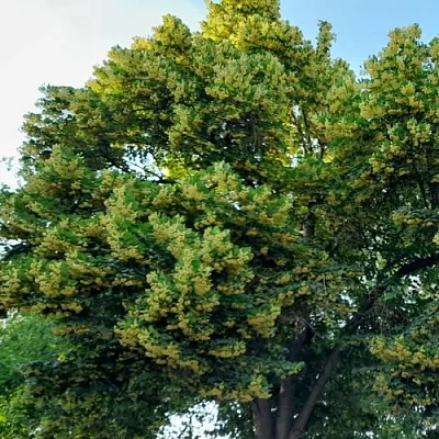 Липа  Липа в Москве