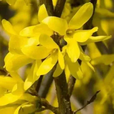 Форзиция ТАРАНДТ промежуточная — описание сорта Форзиция ТАРАНДТ промежуточная в Москве