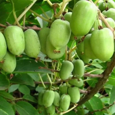 Актинидия КИЕВСКАЯ КРУПНОПЛОДНАЯ аргута — описание сорта Актинидия КИЕВСКАЯ КРУПНОПЛОДНАЯ аргута в Москве