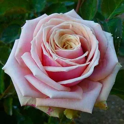 Саженцы роз ЭДЕН РОМАНТИКА флорибунда в Москве