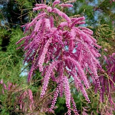 Тамарикс ПИНК КАСКАД  Тамарикс ПИНК КАСКАД в Москве