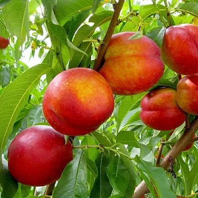 Нектарин ХАРБЛЕЙЗ  Нектарин ХАРБЛЕЙЗ в Москве