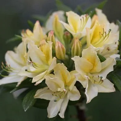 Азалия ДАВИЗИ листопадная  Азалия ДАВИЗИ листопадная в Москве