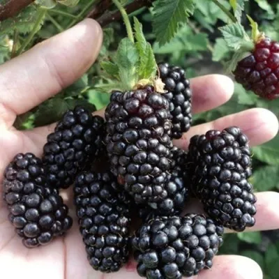 Ежевика ЛОХ НЕСС бесшипная — описание сорта Ежевика ЛОХ НЕСС бесшипная в Москве