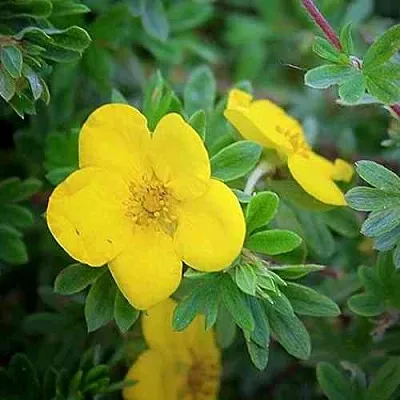 Лапчатка ГОЛДСТАР кустарниковая  Лапчатка ГОЛДСТАР кустарниковая в Москве