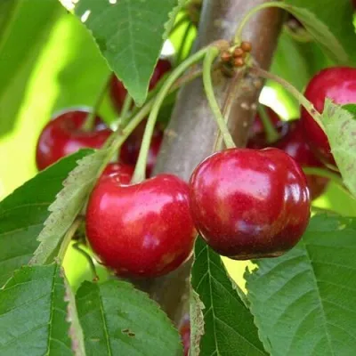 Черешня 15-26-5 — описание сорта Черешня 15-26-5 в Москве