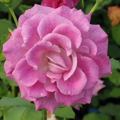 Саженцы роз ВИОЛЕТТА чайно-гибридная  Саженцы роз ВИОЛЕТТА чайно-гибридная в Москве