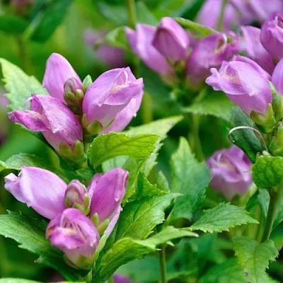 Хелоне КОСАЯ Хелоне КОСАЯ