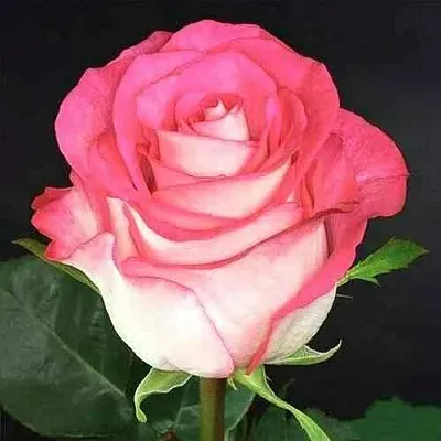 Саженцы роз ХАЙ ЭНД КЕНДИ чайно-гибридная  Саженцы роз ХАЙ ЭНД КЕНДИ чайно-гибридная в Москве