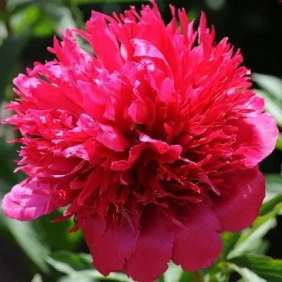 Пион МЭНИ ХЭППИ РИТЕРНЗ травянистый — описание сорта Пион МЭНИ ХЭППИ РИТЕРНЗ травянистый в Москве