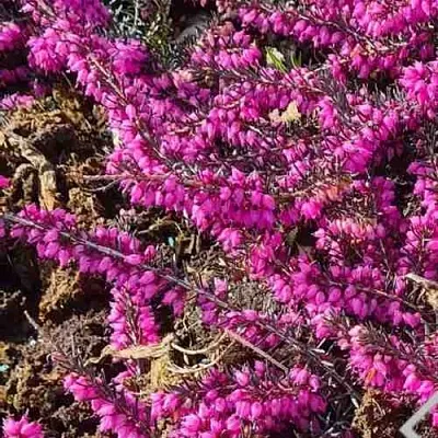 ЭРИКА "АЛЬПИЙСКИЙ ВЕРЕСК" (зимующая) сорт АТРОРУБРА  ЭРИКА "АЛЬПИЙСКИЙ ВЕРЕСК" (зимующая) сорт АТРОРУБРА в Москве