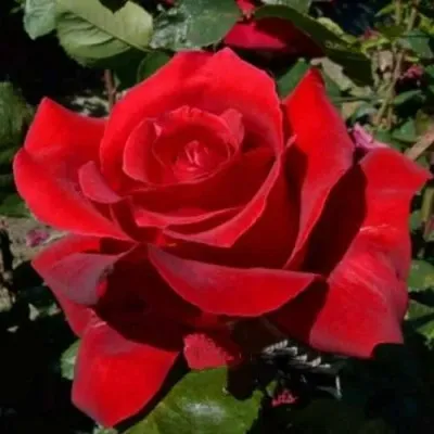 Саженцы роз КРАСНАЯ МАГИЯ чайно-гибридная — описание сорта Саженцы роз КРАСНАЯ МАГИЯ чайно-гибридная в Москве