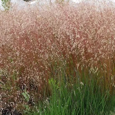 Щучка извилистая  Щучка извилистая в Москве