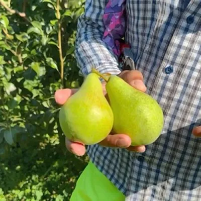 Груша ЗАРЕЧНАЯ КОМПАКТНАЯ  Груша ЗАРЕЧНАЯ КОМПАКТНАЯ в Москве