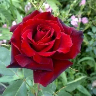 Саженцы роз ТАБУ чайно-гибридная в Москве