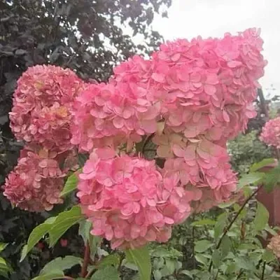 Гортензия АМАРИН метельчатая  Гортензия АМАРИН метельчатая в Москве