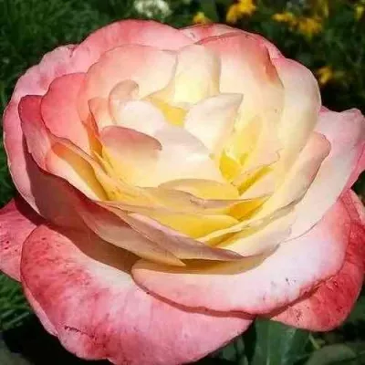 Саженцы роз БЕЛЛА ПЕРЛА чайно-гибридная — описание сорта Саженцы роз БЕЛЛА ПЕРЛА чайно-гибридная в Москве