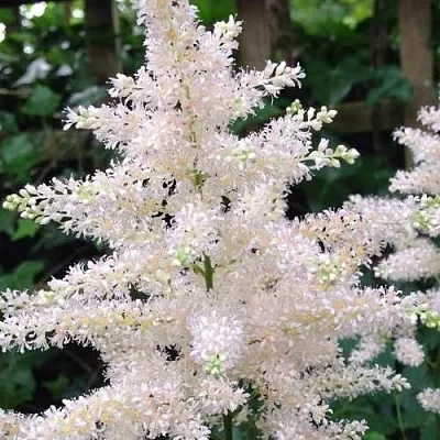 Астильба ДИАМАНТ Арендса  Астильба ДИАМАНТ Арендса в Москве