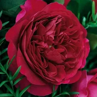 Саженцы роз КЕЙТ английская  Саженцы роз КЕЙТ английская в Москве