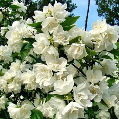 Жасмин ДЕНИСКИНЫ РАССКАЗЫ  Жасмин ДЕНИСКИНЫ РАССКАЗЫ в Москве