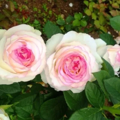 Саженцы роз ДОЛЬЧЕ ВИТА чайно-гибридная — описание сорта Саженцы роз ДОЛЬЧЕ ВИТА чайно-гибридная в Москве