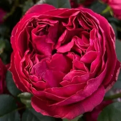 Саженцы роз РАСПБЕРРИ ЭЛЕГАНС чайно-гибридная — описание сорта Саженцы роз РАСПБЕРРИ ЭЛЕГАНС чайно-гибридная в Москве