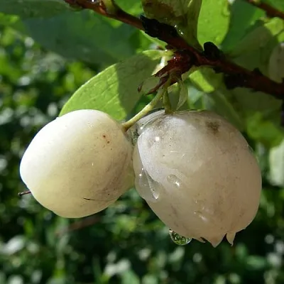 Голубика СНЕГУРОЧКА  Голубика СНЕГУРОЧКА в Москве