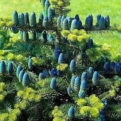 Пихта корейская   Пихта корейская  в Москве