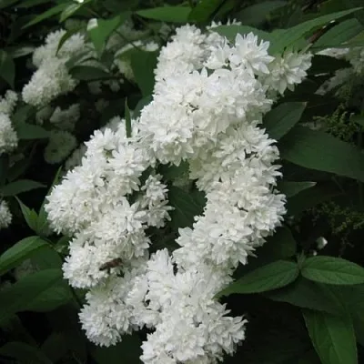 Дейция КАНДИДИССИМА шершавая  Дейция КАНДИДИССИМА шершавая в Москве