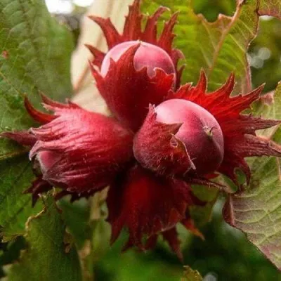 Фундук СИРЕНА — описание сорта Фундук СИРЕНА в Москве