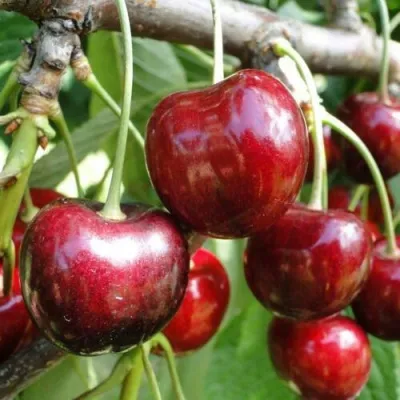 Черешня САШЕНЬКА — описание сорта Черешня САШЕНЬКА в Москве