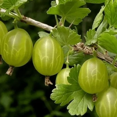 Крыжовник УРАЛЬСКИЙ БЕСШИПНЫЙ — описание сорта Крыжовник УРАЛЬСКИЙ БЕСШИПНЫЙ в Москве