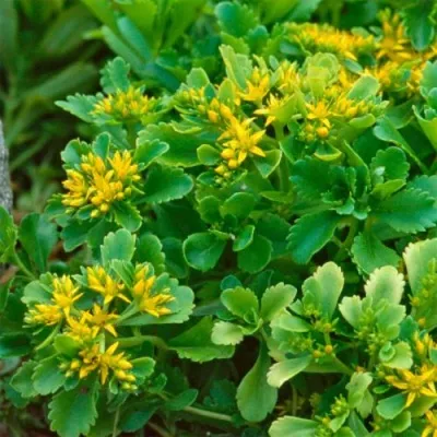 Очиток (седум) ИММЕРГРУН камчатский — описание сорта Очиток (седум) ИММЕРГРУН камчатский в Москве