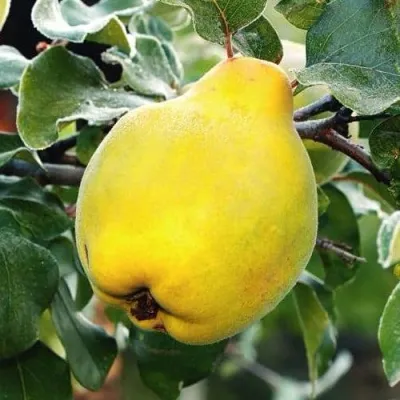 Айва РУМО — описание сорта Айва РУМО в Москве