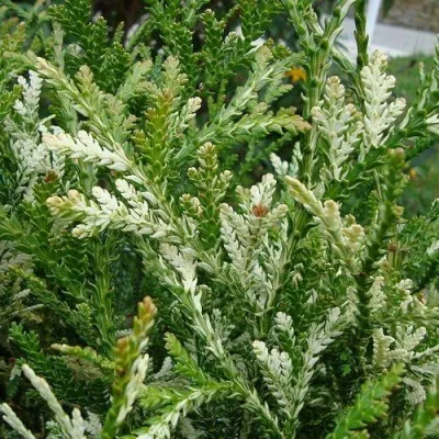 Туевик ВАРИЕГАТА долотовидный  — описание сорта Туевик ВАРИЕГАТА долотовидный  в Москве