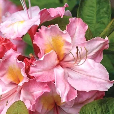 Азалия СЕССИЛЬ листопадная  Азалия СЕССИЛЬ листопадная в Москве