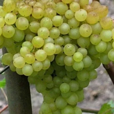 Виноград КИШМИШ 342 — описание сорта Виноград КИШМИШ 342 в Москве