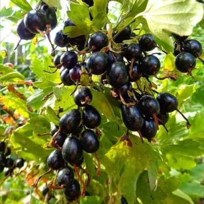 Смородина золотистая ОВАЛЬНАЯ — описание сорта Смородина золотистая ОВАЛЬНАЯ в Москве