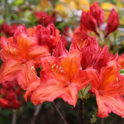 Азалия ЛИЛИНШТЕЙН японская — описание сорта Азалия ЛИЛИНШТЕЙН японская в Москве